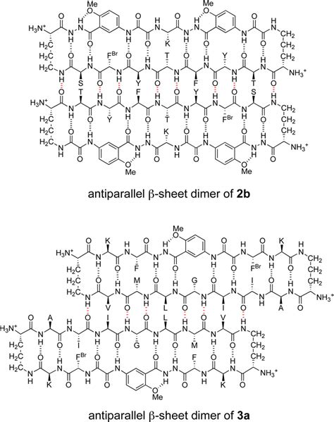 beta sheet antiparallel|The Supramolecular Chemistry of β.